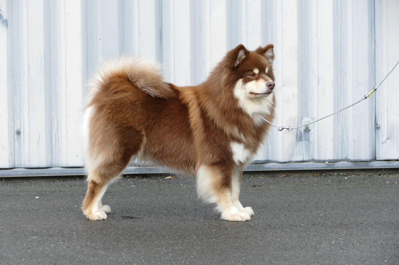 Publication : ARAINSTAR Auteur : Emmanuelle WENDLING