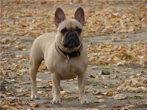 CH. butsefal Simona dlya francuzskogo legiona