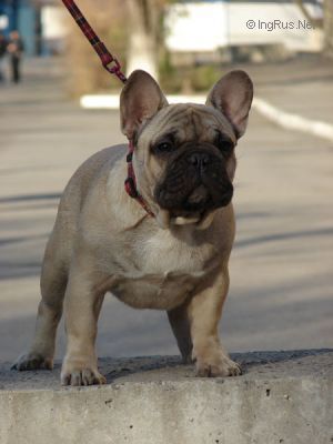 CH. Tit liviy iz frantsuzskogo legiona