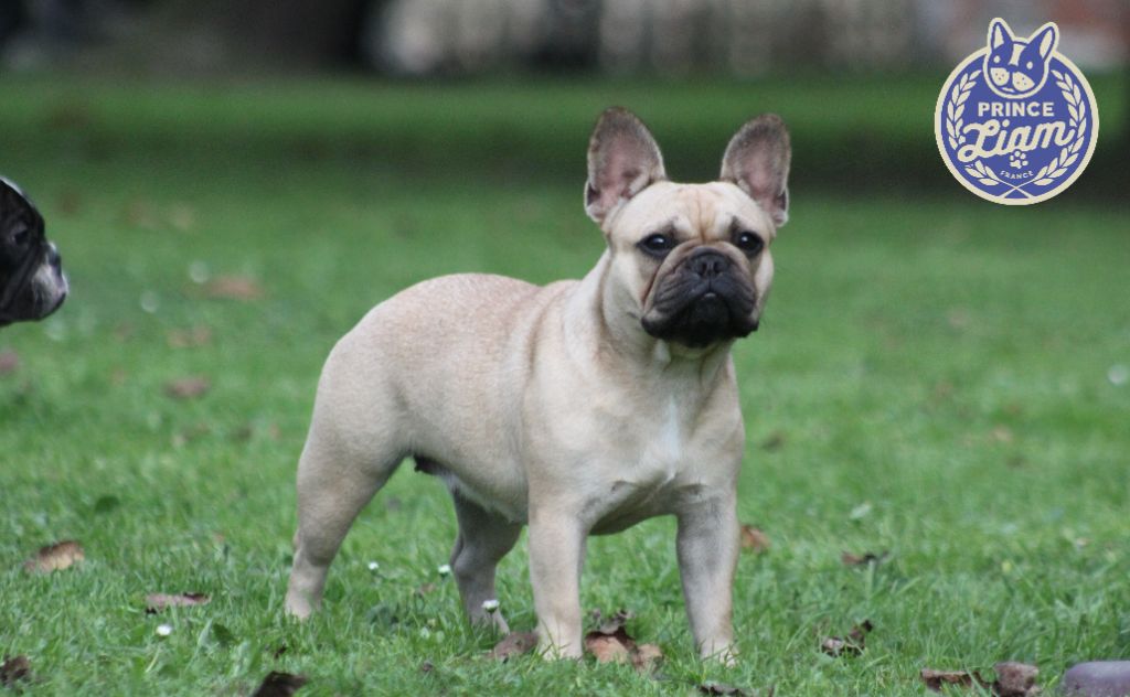 Riviere insolente Prince Liam