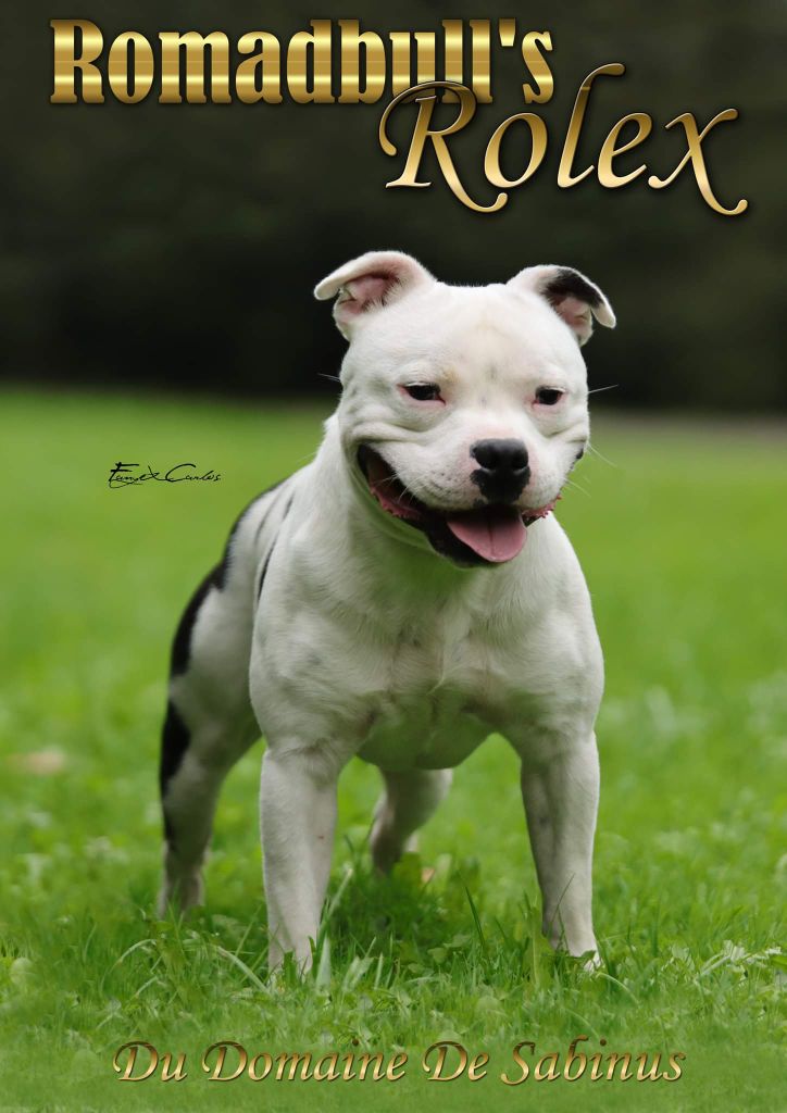 romadbull's Rolex