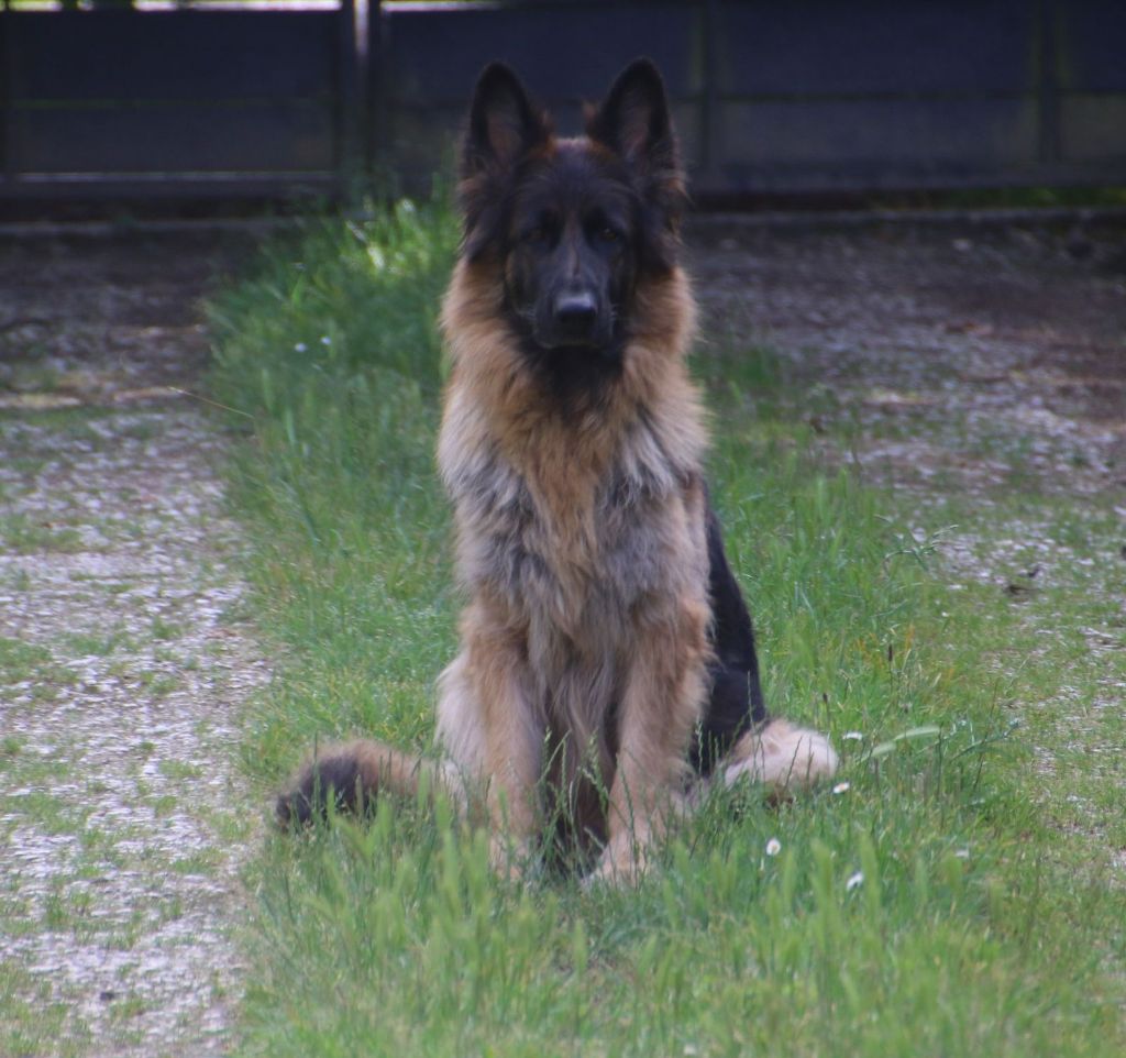 Publication : du Domaine de la Phoenix Doree 