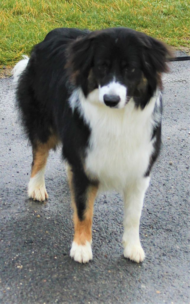 Publication : des Anges de Cedahkiss