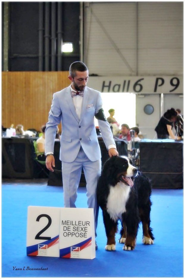 CH. Nous disons merci du Haras de la Vergne