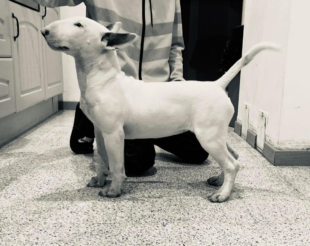 Publication : Des Bulls Du Hainaut Auteur : DES BULLS DU HAINAUT