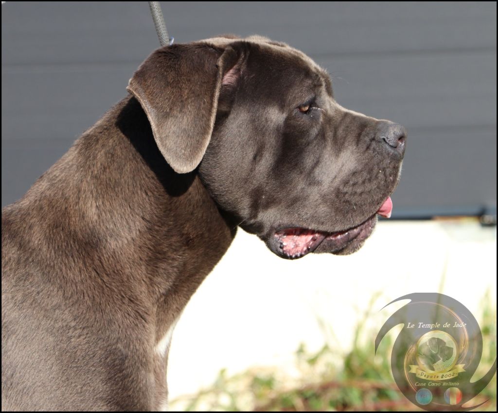 Publication : du temple de jade Auteur : Duchaussoy Regis