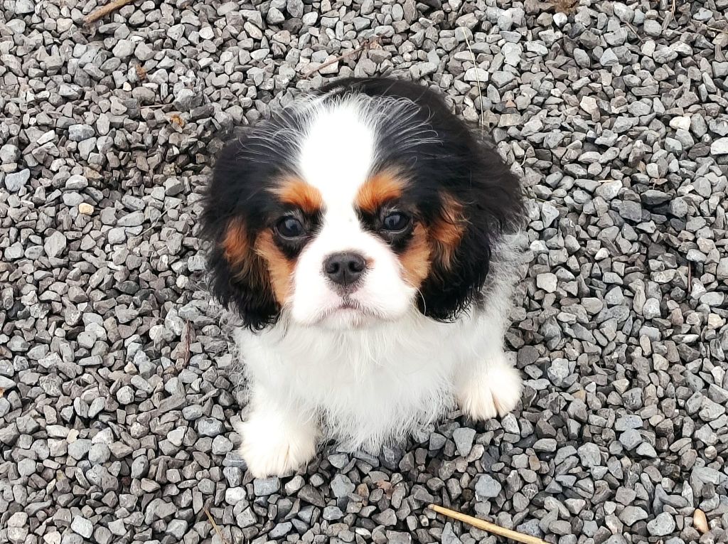  Auteur : Bernard Laurence