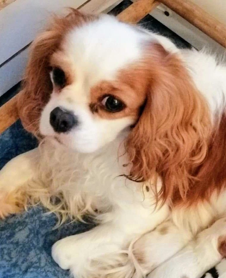 Olly domaine de l ostrevent