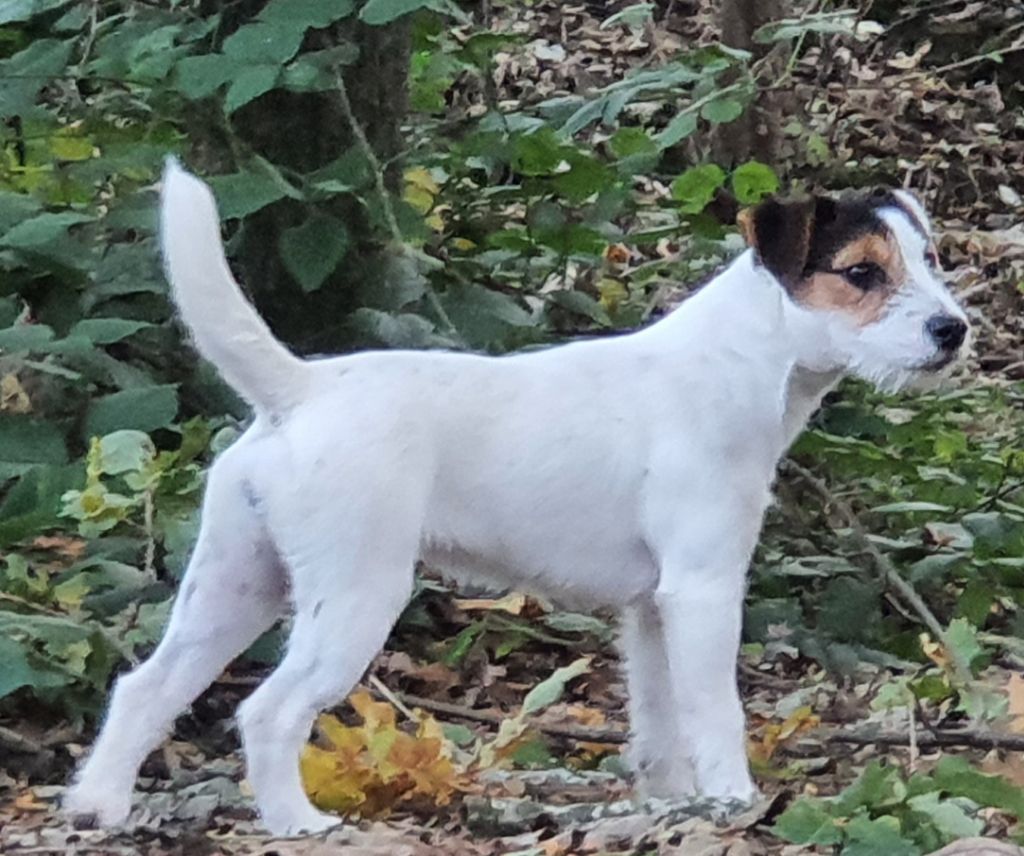 Publication : Du Fond Cailloux Auteur : Du fond Cailloux