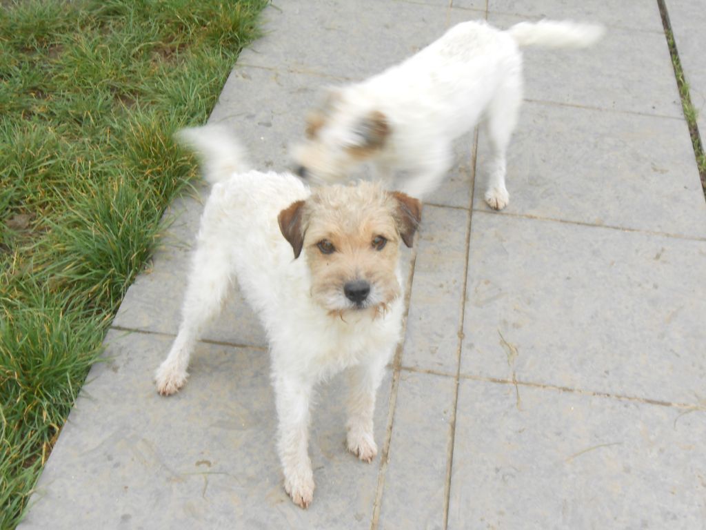 Publication : De la roche turpin 