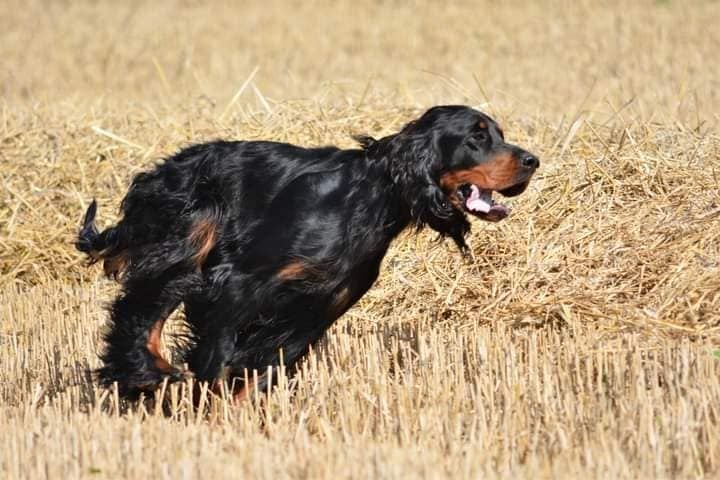 Publication : Nerko's Auteur : Patrick Baynaud