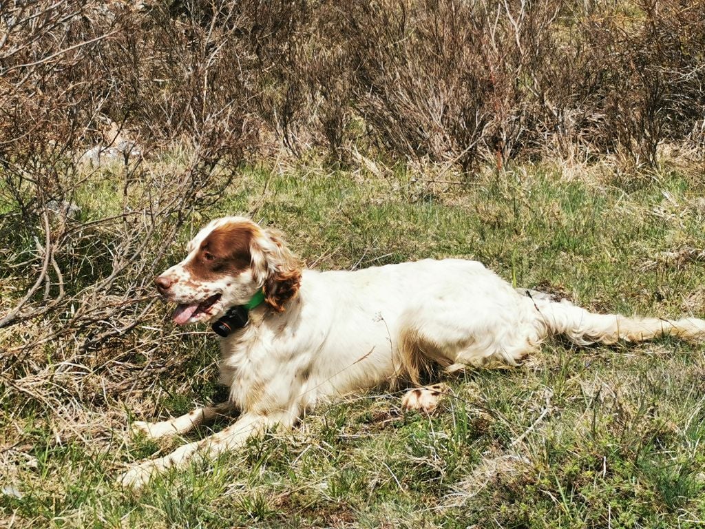 India setter sakarya