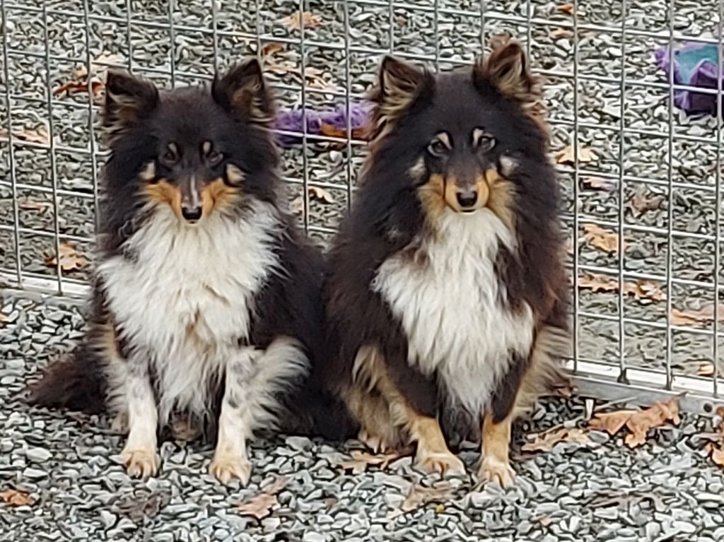 Publication : Du Mont Des Quatre Lunes