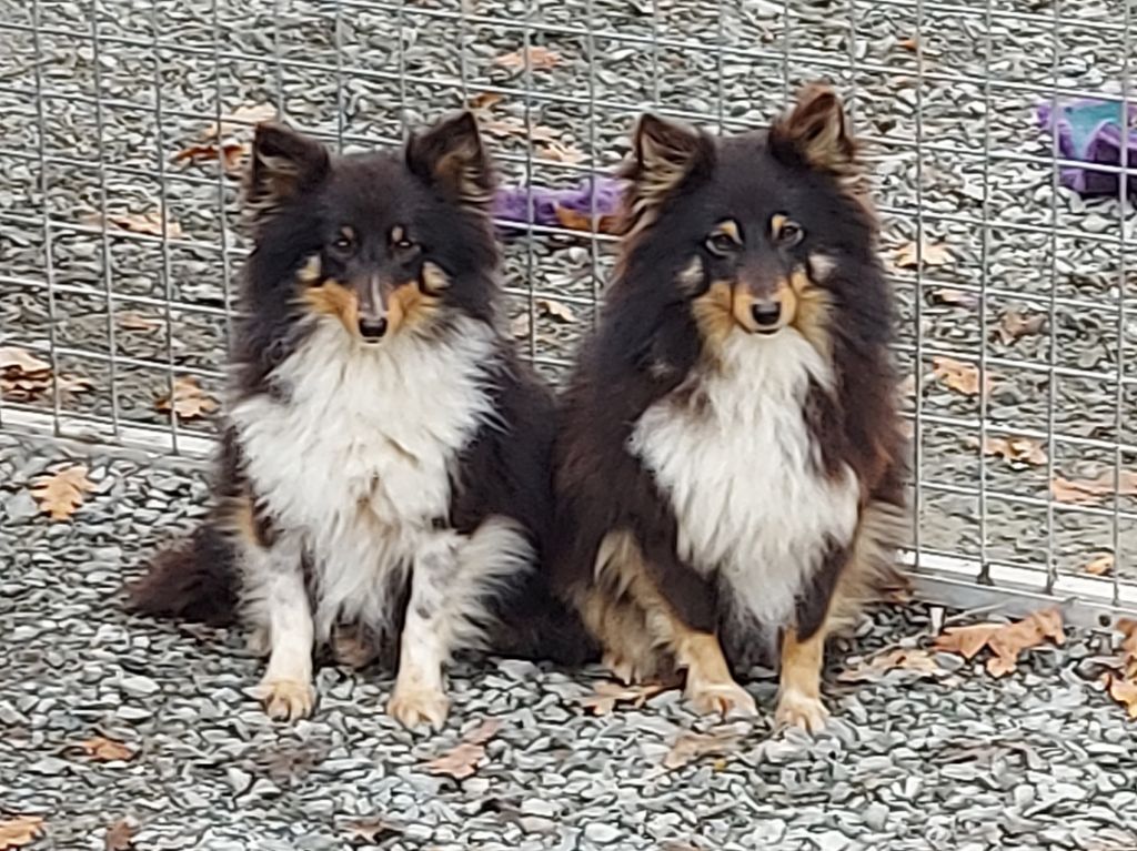 Publication : Du Mont Des Quatre Lunes 