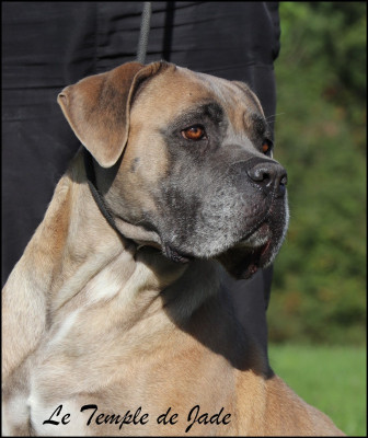 Étalon Cane Corso - Peaky blinders esme shelby fidelum defensorum