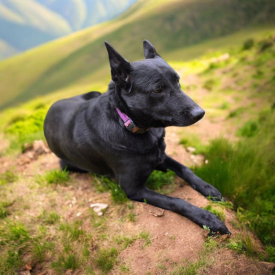 Étalon Berger Belge - Red'up jump De La Clique Des Lous'tics