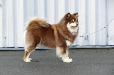 Étalon Chien finnois de Laponie - CH. Aegirsson Rainbow phoebe