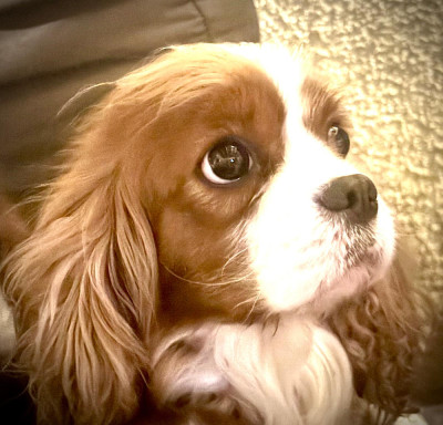 Étalon Cavalier King Charles Spaniel - Sydney fox Of The Dreams Bazaar