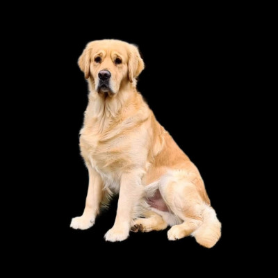 Étalon Golden Retriever - R'marin des Jardins d'Epona des jardin d'epona