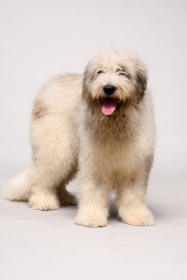 Étalon Chien Berger Roumain de Mioritza - Palomas de marian barcun