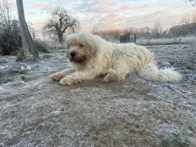 Étalon Chien Berger Roumain de Mioritza - Nazar de marian barcun