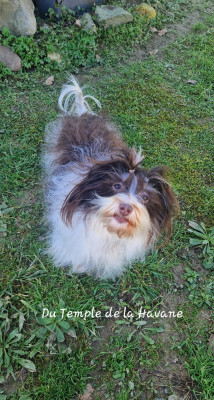 Étalon Bichon Havanais - Symphony brown Del rey rakashi