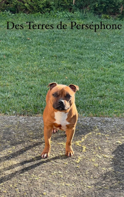 Étalon Staffordshire Bull Terrier - Winnerbull Reina lagertha