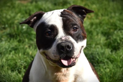 Étalon American Staffordshire Terrier - rockabilly's Lechis cloud of hope