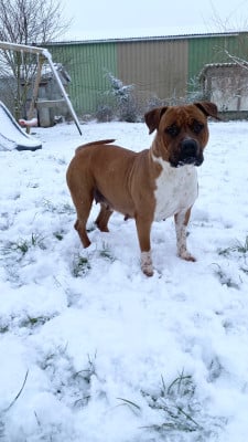 Étalon American Staffordshire Terrier - Rita Keep Your Head Up