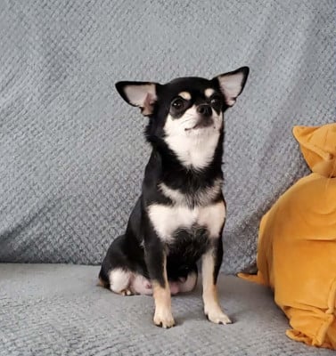 Étalon Chihuahua - Starlette pom's Du Domaine Des Thibouw D'Argent