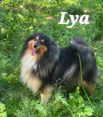 Étalon Colley à poil long - Ravissante lya des cigales Lyristes