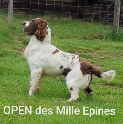 Étalon English Springer Spaniel - Open des Mille Epines