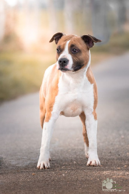 Étalon American Staffordshire Terrier - Oda'cieuse De L'Empreinte De Dog'star