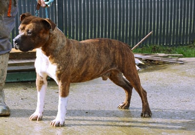 Étalon American Staffordshire Terrier - CH. O boy named highwayman Glory Potency Of Ring's
