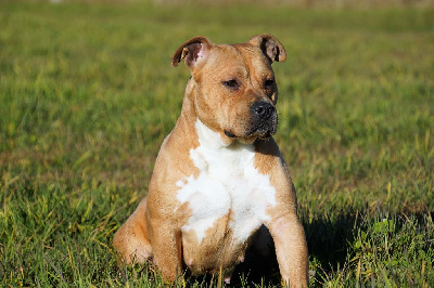 Étalon American Staffordshire Terrier - Reya Forgiveness American Dog