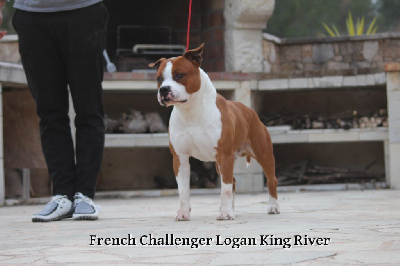 Étalon American Staffordshire Terrier - CH. French Challenger Logan king river