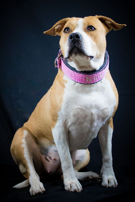 Étalon American Staffordshire Terrier - Noumea (Sans Affixe)
