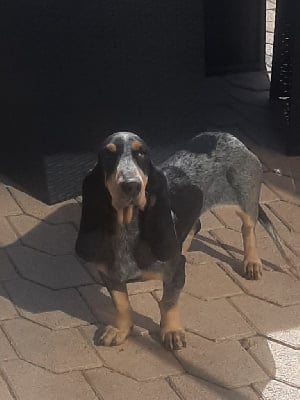 Étalon Basset bleu de Gascogne - Olette Les Hortes Du Riberal