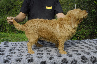 Étalon Basset fauve de Bretagne - Lilou De La Forêt Des Sources