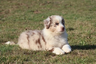 Étalon Berger Australien - Sunshine Of Gold In The Heart