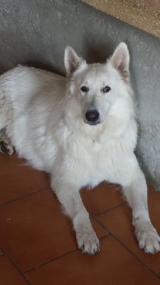 Étalon Berger Blanc Suisse - Opium de la foret d'Arcanin