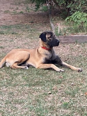 Étalon Berger Kangal - Raika karnor de la Forêt des Quatre Seigneurs