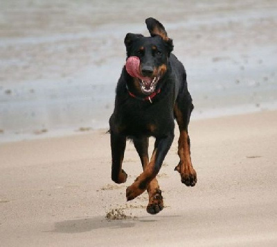 Étalon Berger de Beauce - Embra de l'embouchure de la sarre