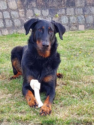 Étalon Berger de Beauce - R'hanksounamoun Du Spero Patronum