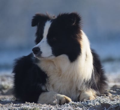 Étalon Border Collie - dominant team Connie