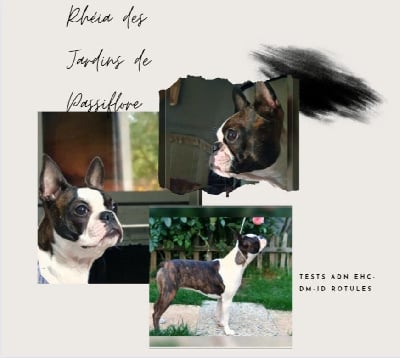 Étalon Boston Terrier - Rheia des Jardins de Passiflore