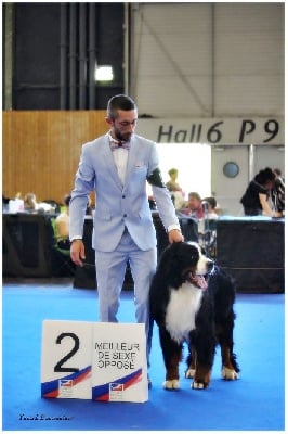 Étalon Bouvier Bernois - CH. Nous disons merci du Haras de la Vergne