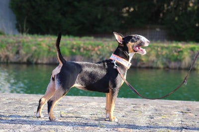 Étalon Bull Terrier - Sihu-sidony De L'eden Des Bulls D'edmaly