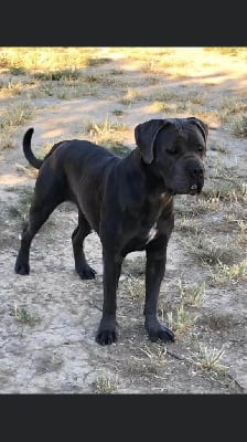 Étalon Cane Corso - R'poppins Du Mas Des Origines