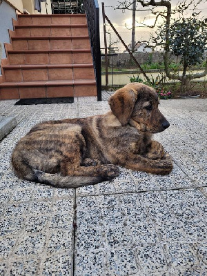 Étalon Chien de Castro Laboreiro - Evora montes de laboreiro